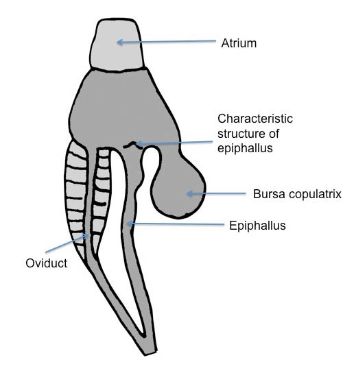             Arion distinctus:  genitalia. (Photo: © Kerney et al. 1983   modified by K. Weigel, University of Florida)   