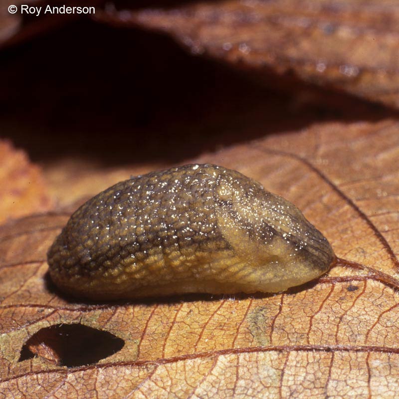             Arion fasciatus : contracted body (Photo: © Dr. Roy Anderson,   MolluscIreland)   