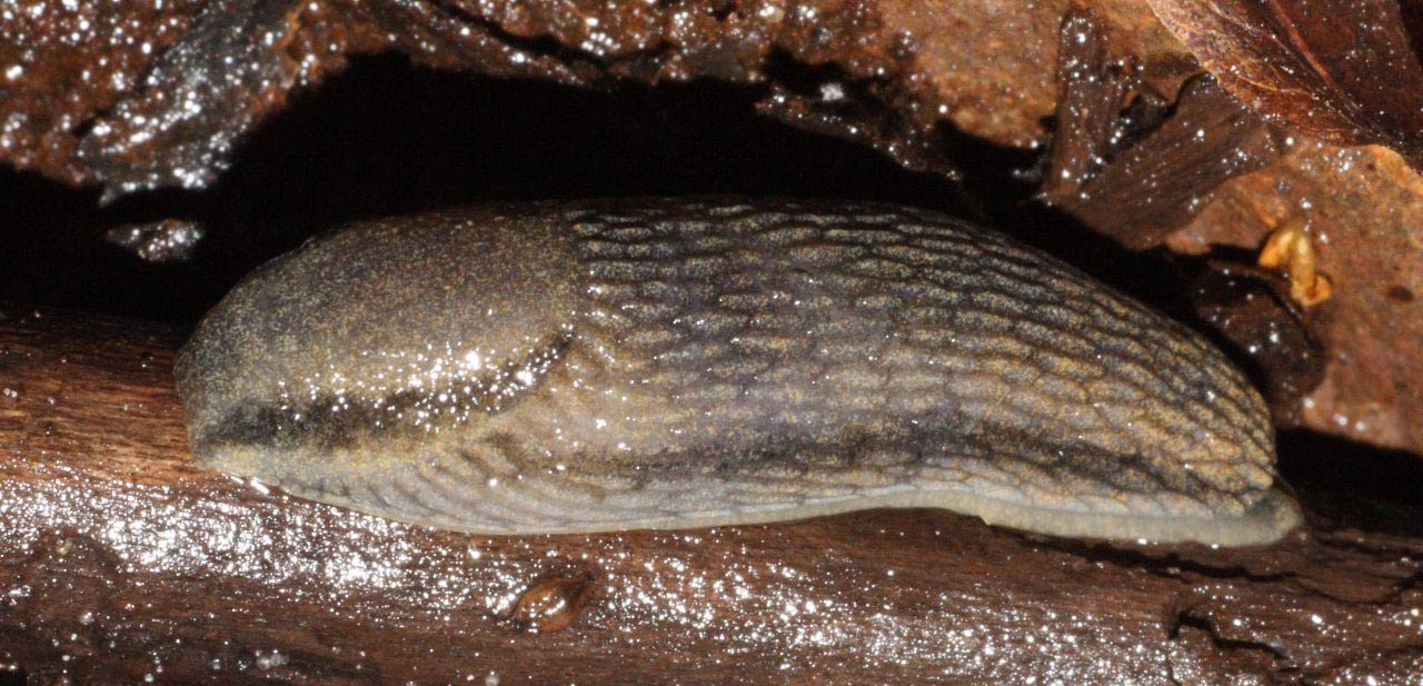             Arion fasciatus . (Photo: © M. Flaten, Wikipedia)   
