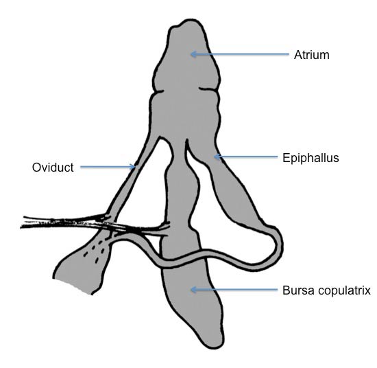             Arion fasciatus:  genitalia. (Photo: © Kerney et al. 1983   modified by K. Weigel, University of Florida)   