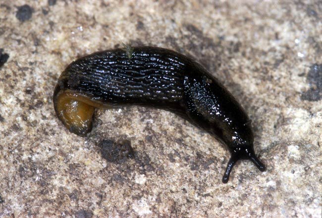             Arion hortensis . (Photo: © V. Motycka,  www.biolib.cz  )   