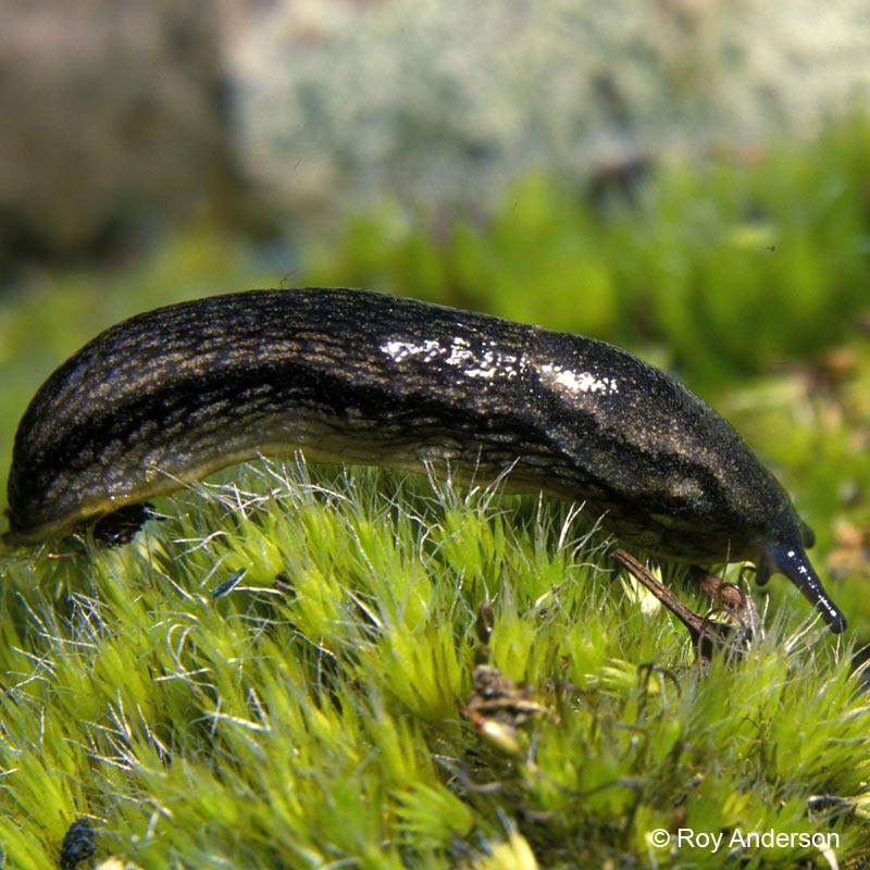             Arion hortensis . (Photo: © Dr. Roy Anderson,   MolluscIreland)   