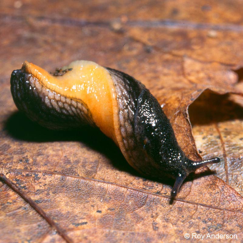             Arion hortensis : note ornage colored sole. (Photo: © Dr. Roy   Anderson, MolluscIreland)   