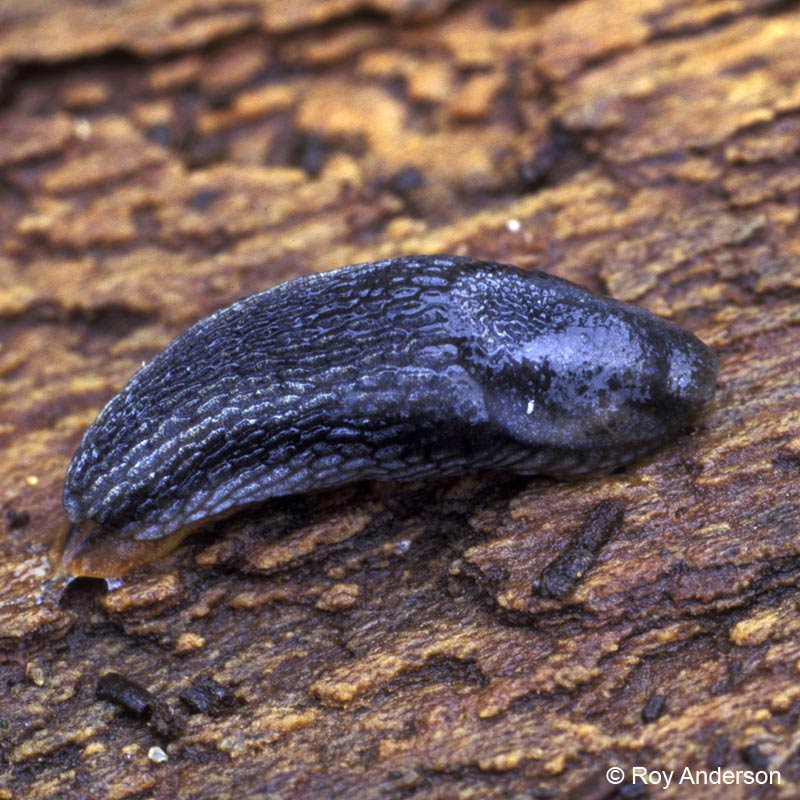             Arion hortensis . (Photo: © Dr. Roy Anderson,   MolluscIreland)   