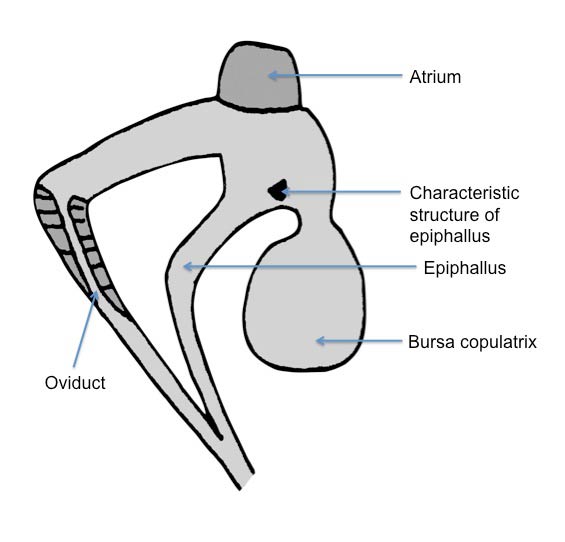             Arion hortensis:  genitalia. (Photo: © Kerney et al. 1983   modified by K. Weigel, University of Florida)   
