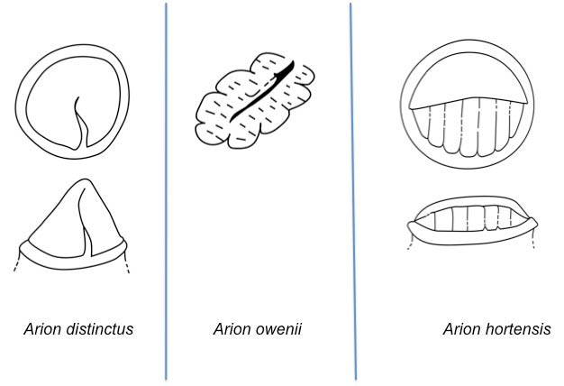             Arion hortensis  group: epiphallic structures. (Photo: © Davies(1977)   and Forsyth(2009) modified by K. Weigel, University of   Florida)   