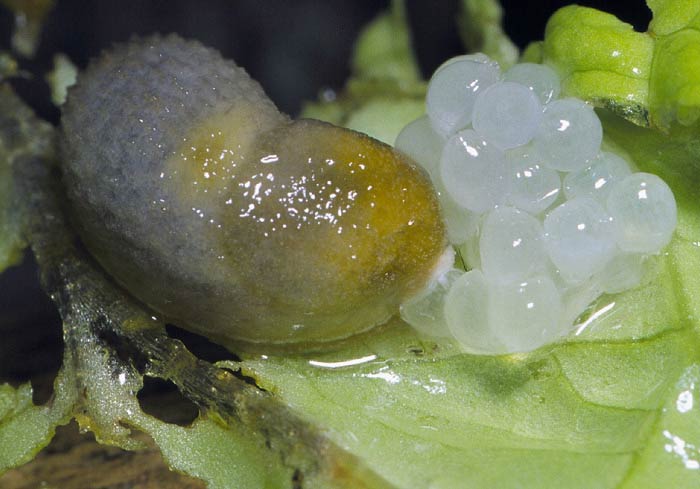             Arion intermedius : adult with eggs. (Photo:© K. Ovaska,   CalPhotos)   