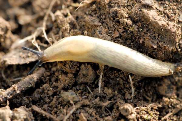             Arion intermedius . (Photo:© J.K. Lindsey, The Ecology of   Commanster)   