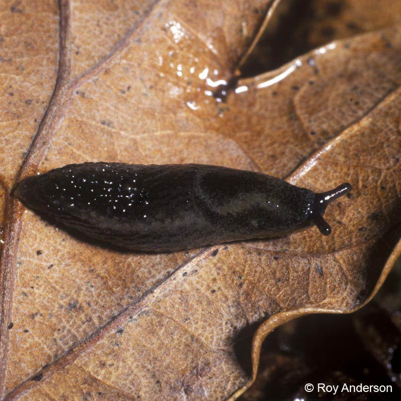             Arion intermedius . (Photo:© Dr. Roy Anderson,   MolluscIreland)   