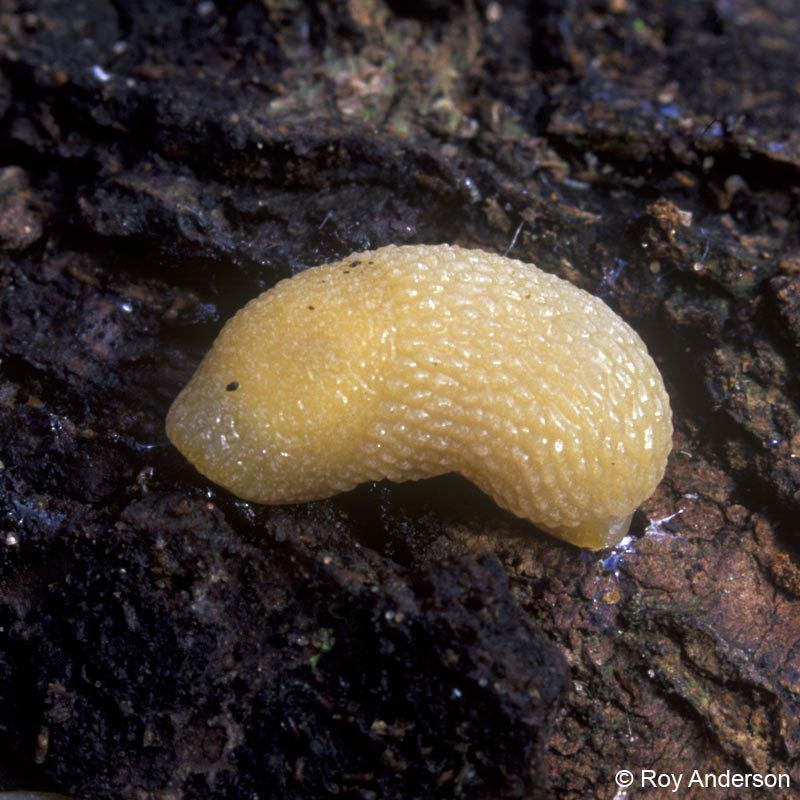            Arion intermedius:  Contracted body not bell-shaped. (Photo:©   Dr. Roy Anderson, MolluscIreland)   