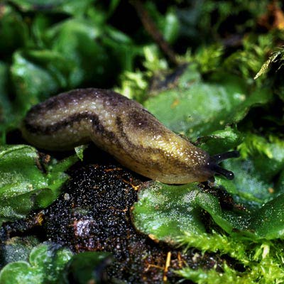             Arion intermedius . (Photo:© Dr. Roy Anderson,   MolluscIreland)   