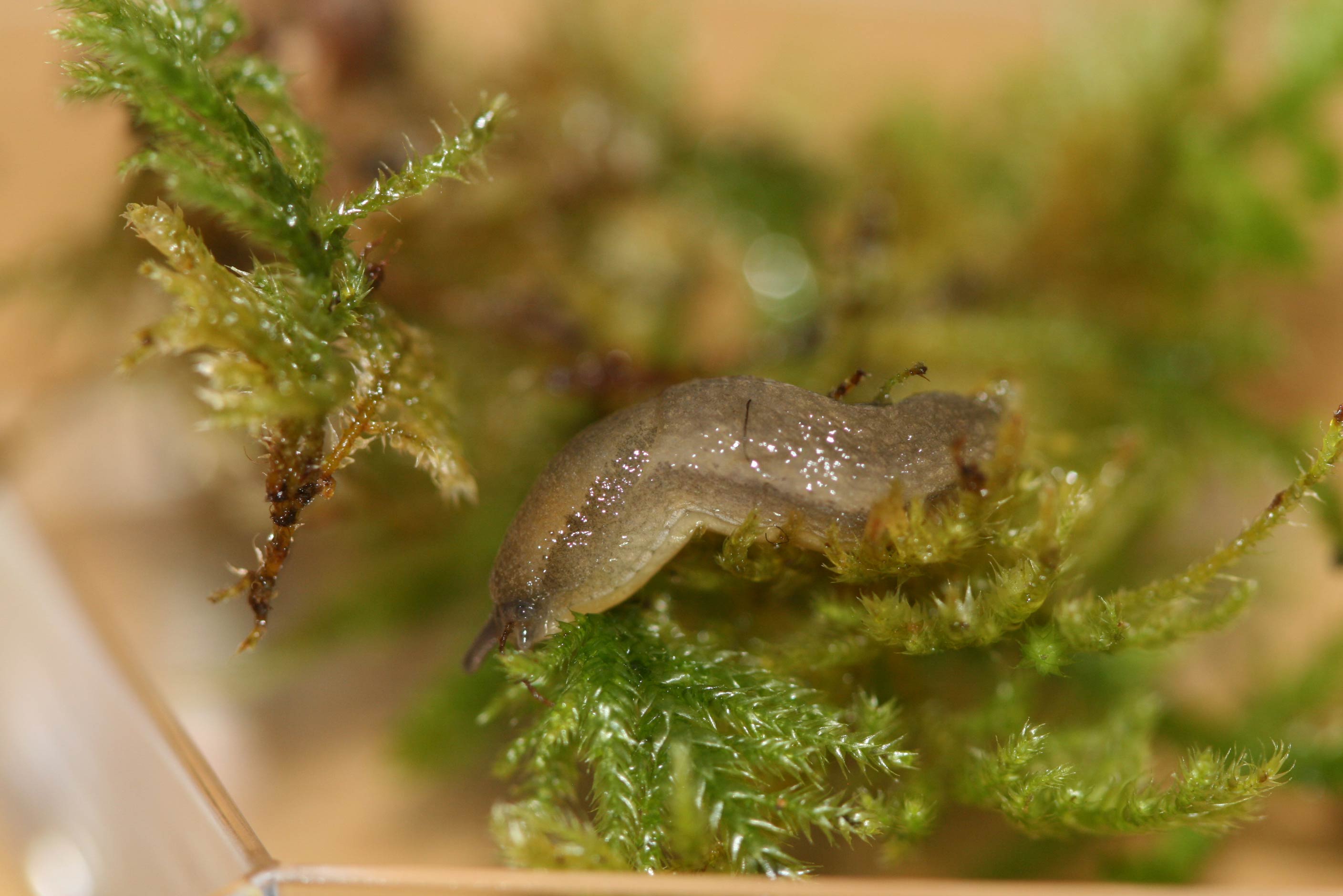             Arion intermedius . (Photo:© R.J. McDonnell, University of   California, Riverside)   