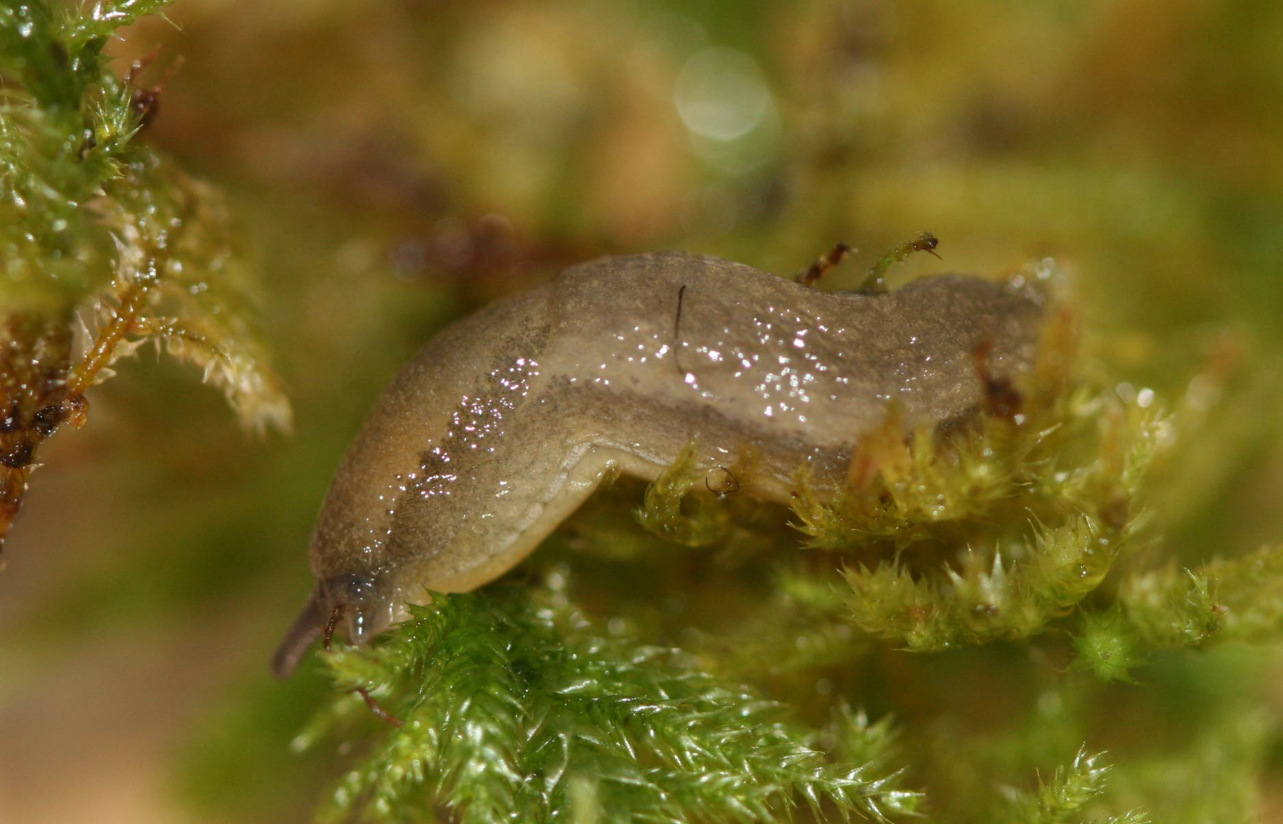             Arion intermedius . (Photo:© R.J. McDonnell, University of   California, Riverside)   