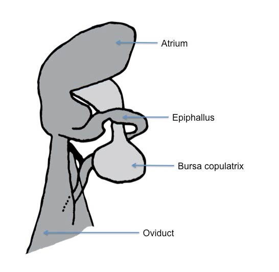             Arion intermedius:  genitalia (Photo: © modified from Kerney et   al. 1983 by K. Weigel, University of Florida)   