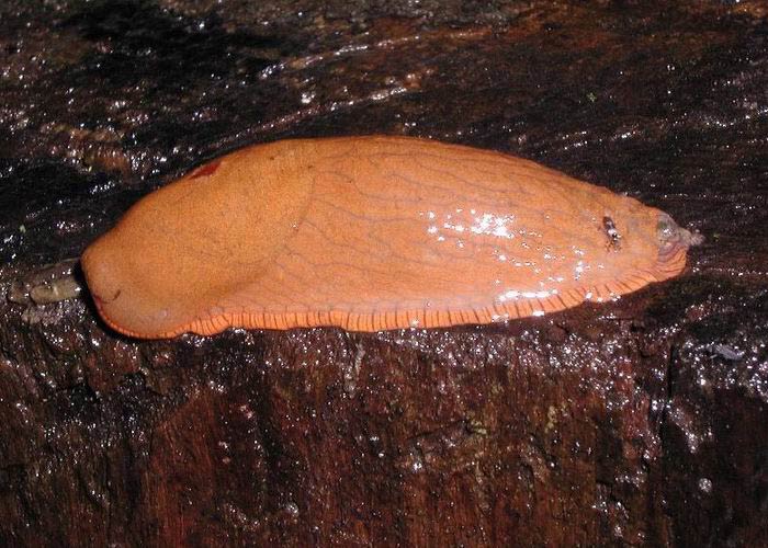             Arion vulgaris (=lusitanicus).  (Photo: © L. Kolouch,  www.biolib.cz  )   