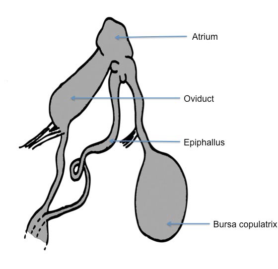             Arion vulgaris:  genitalia. (Photo: © Kerney et al. 1983   modified by K. Weigel, University of Florida)   
