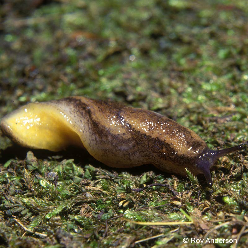             Arion owenii : note yellow sole. (Photo: © Dr. Roy Anderson,   MolluscIreland)   