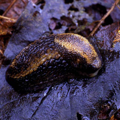             Arion owenii . (Photo: © Dr. Roy Anderson,   MolluscIreland)   