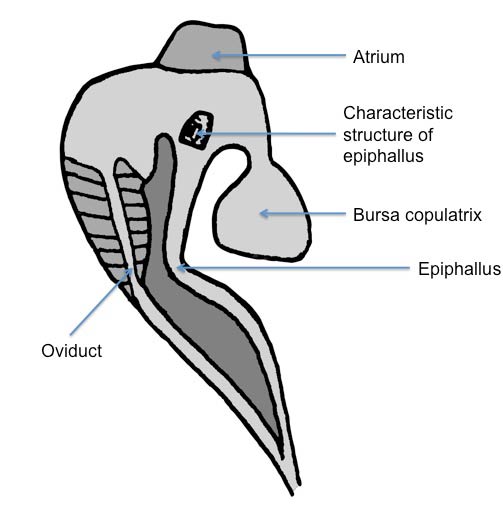             Arion owenii:  genitalia. (Photo: © Kerney et al. 1983 modified   by K. Weigel, University of Florida)   
