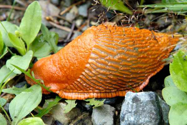             Arion rufus.  (Photo: © J.K. Lindsey, The Ecology of   Commanster)   
