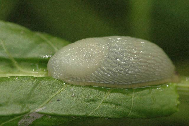             Arion rufus  (Photo: © J.K. Lindsey, The Ecology of   Commanster)   