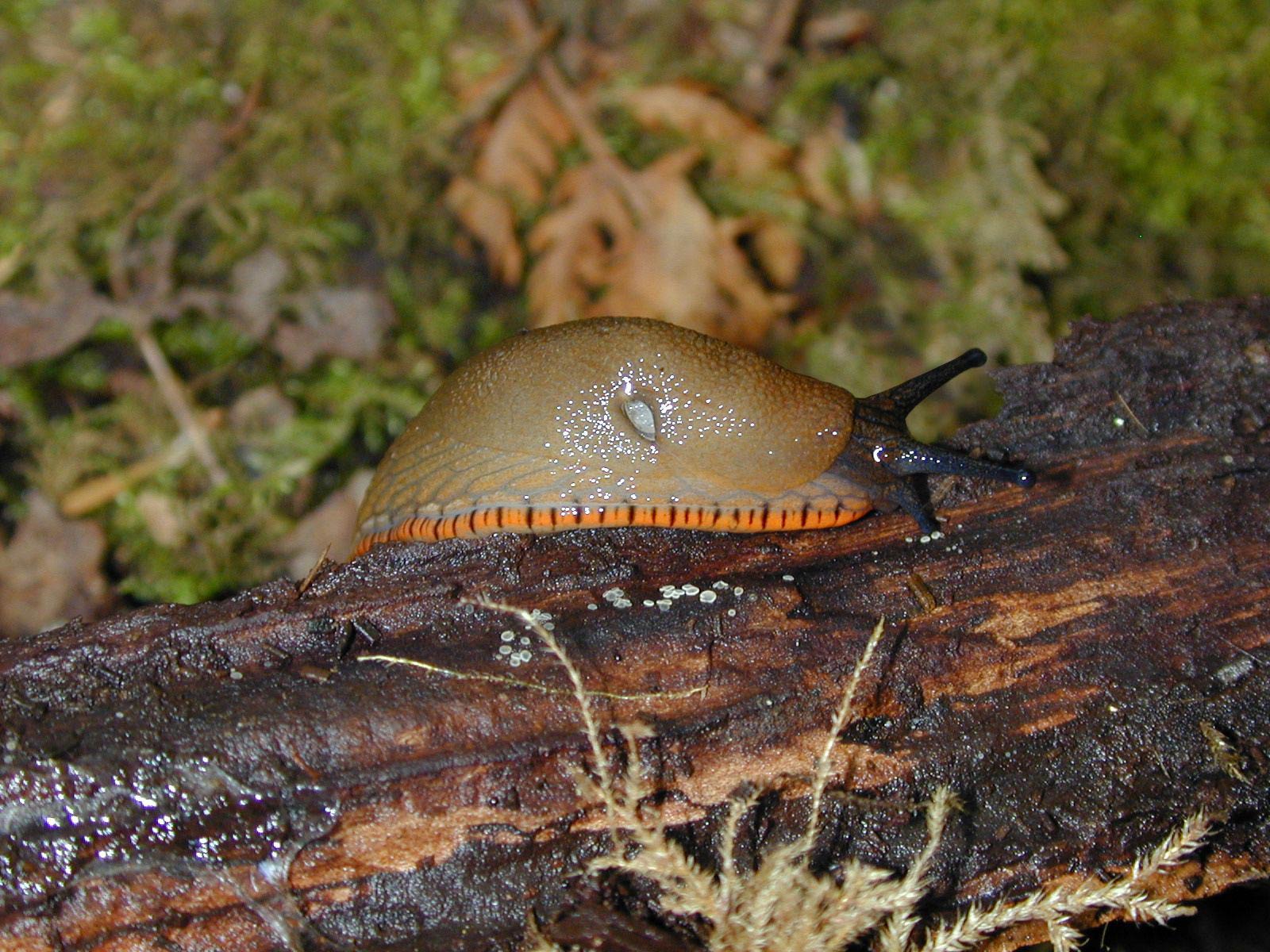             Arion rufus  (Photo: © R. Forsyth, Smithers, BC,   Canada)   