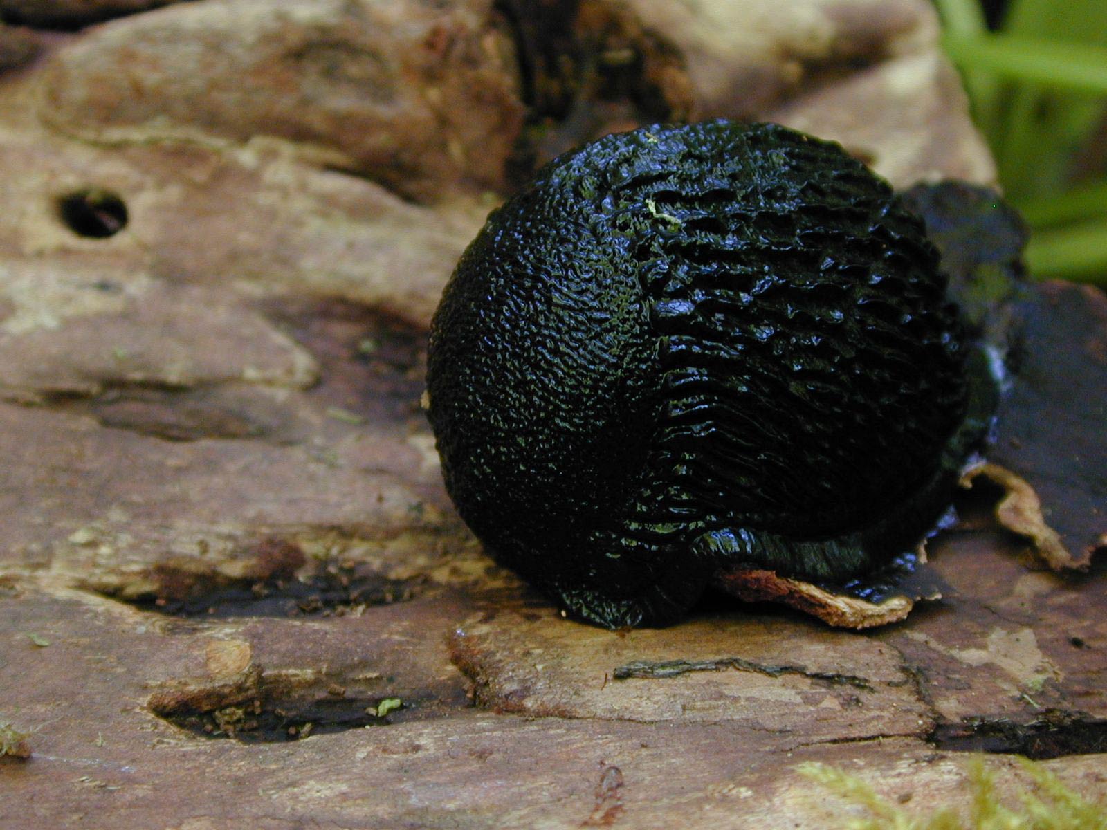             Arion rufus  (Photo: © R. Forsyth, Smithers, BC,   Canada)   