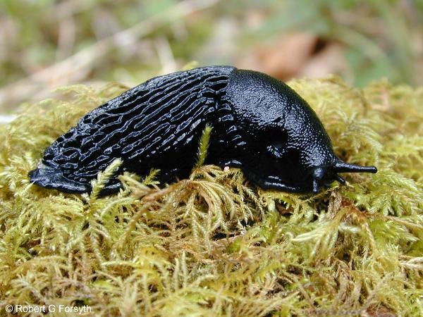             Arion rufus  (Photo: © R. Forsyth, Smithers, BC,   Canada)   