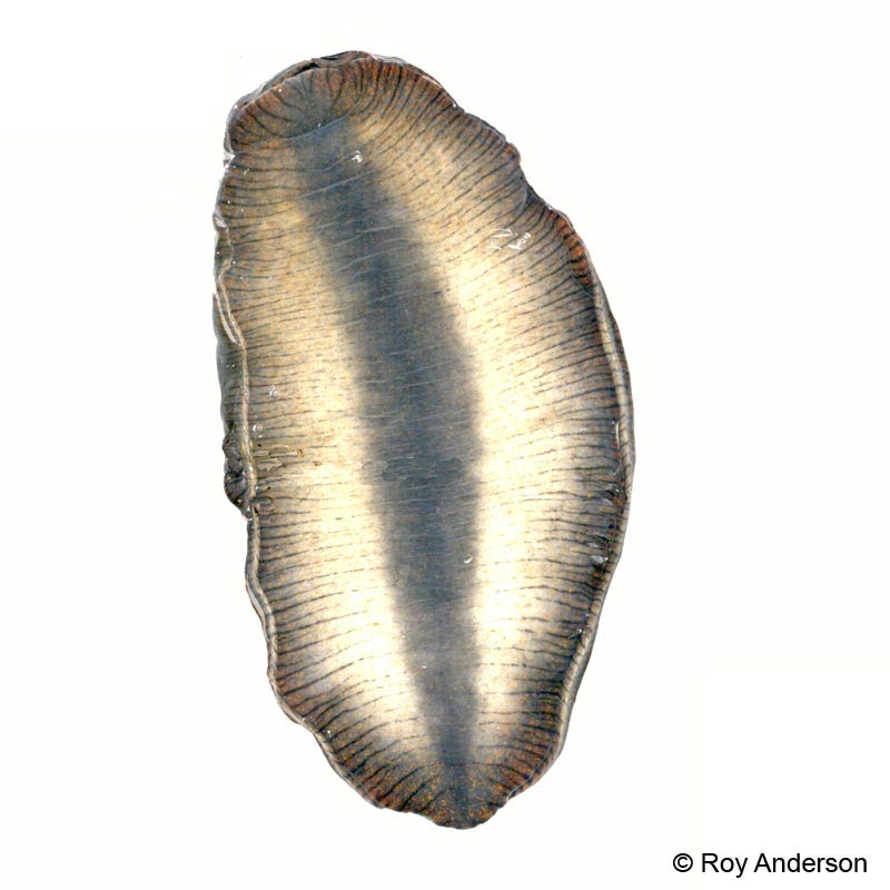             Arion rufus : Tripartite foot-dark center and pale side (Photo:   © Dr. Roy Anderson, MolluscIreland)   