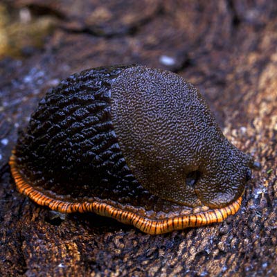             Arion rufus : Contracted body bell-shaped. (Photo: © Dr.   Roy Anderson, MolluscIreland)   