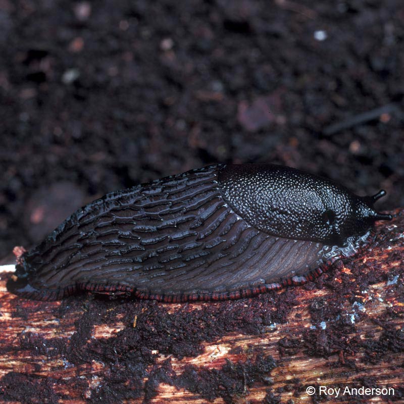             Arion rufus  (Photo: © Dr. Roy Anderson,   MolluscIreland)   