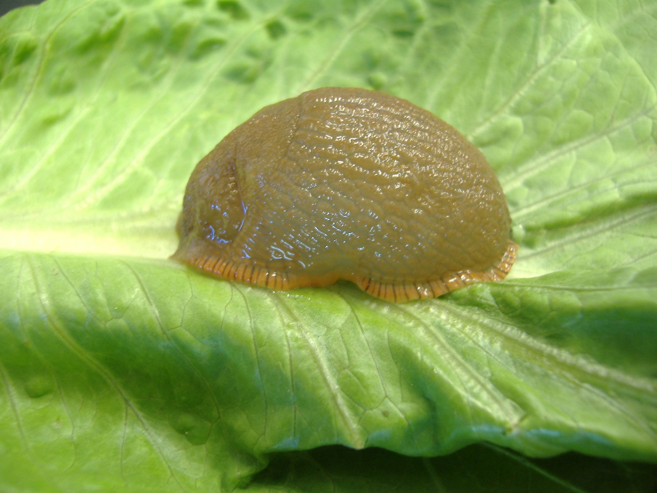             Arion rufus . (Photo:© R.J. McDonnell, University of California,   Riverside)   