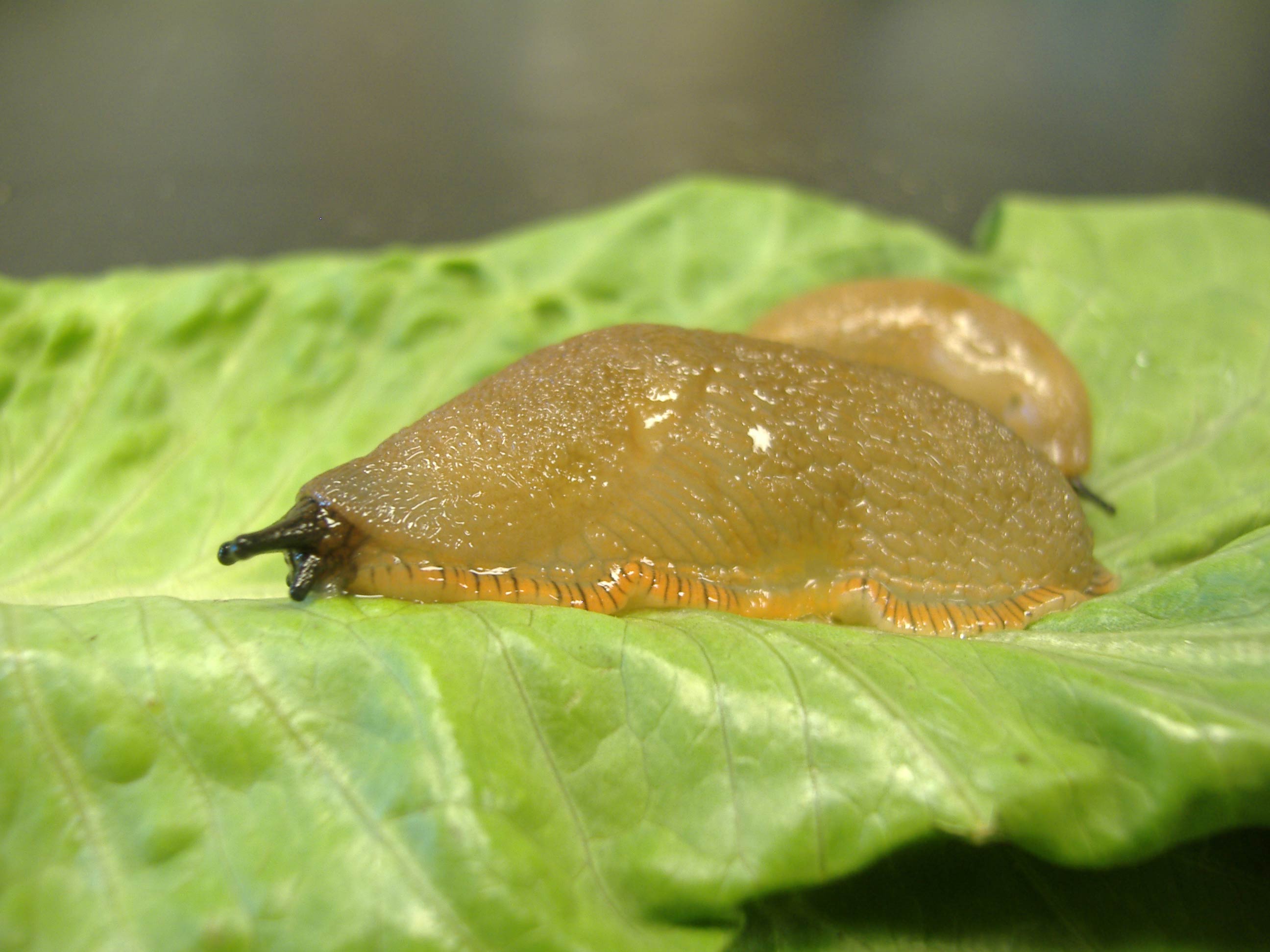             Arion rufus . (Photo:© R.J. McDonnell, University of California,   Riverside)   