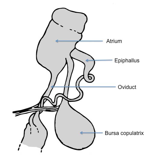             Arion rufus:  genitalia. (Photo: © Kerney et al. 1983   modified by K. Weigel, University of Florida)   