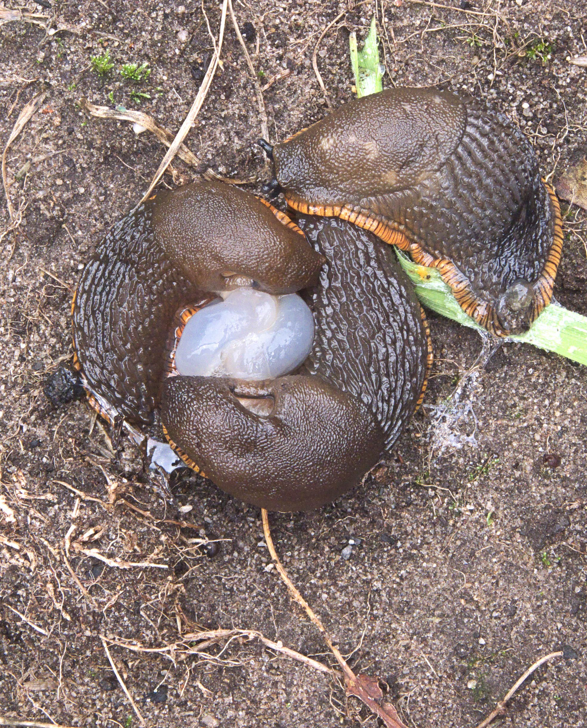             Arion rufus  (Photo: © Rasbak, Wikipedia)   