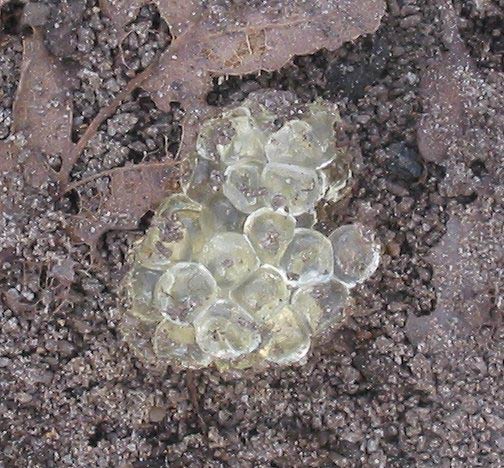             Arion rufus:  eggs. (Photo: © Rasbak,   Wikipedia)   