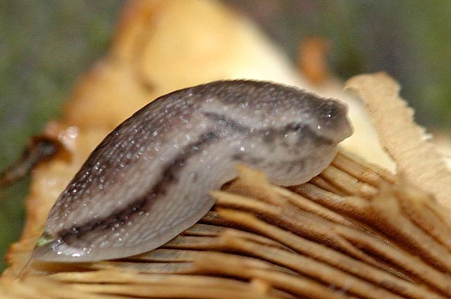             Arion silvaticus . (Photo: © J.K. Lindsey, The Ecology of Commanster)      