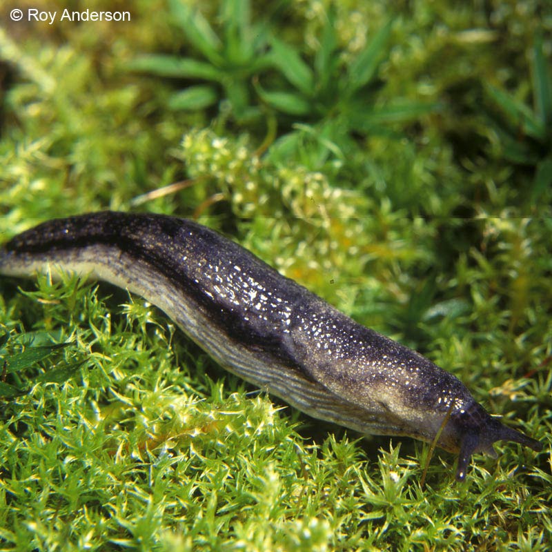             Arion silvaticus . (Photo: © Dr. Roy Anderson,   MolluscIreland)   