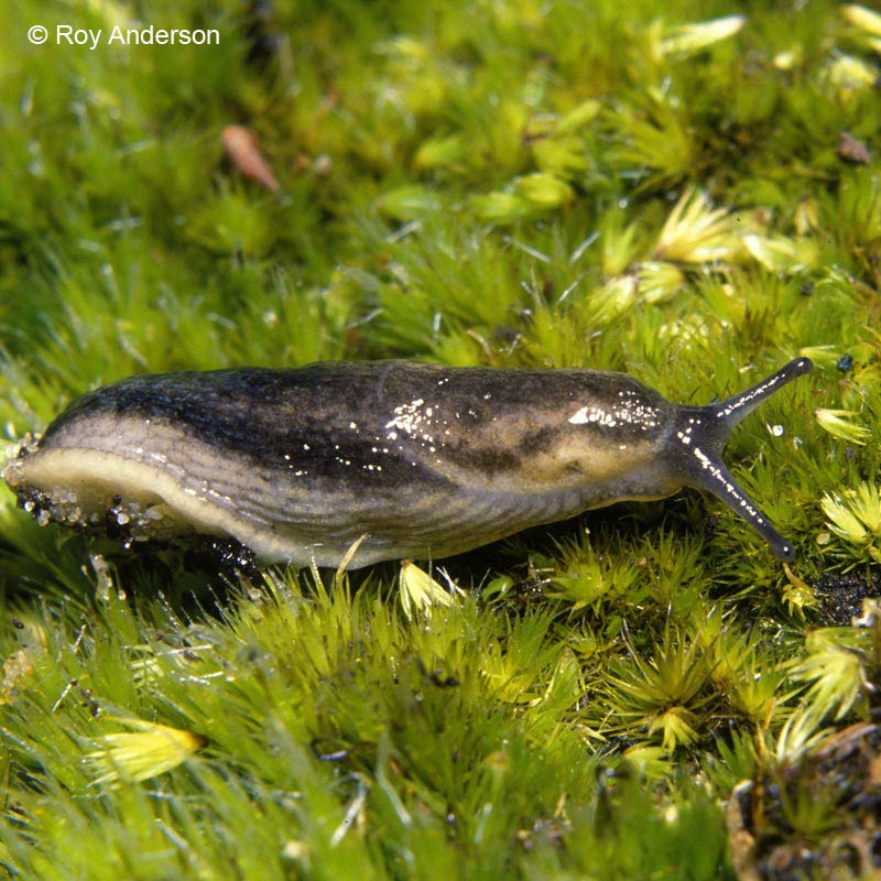             Arion silvaticus . (Photo: © Dr. Roy Anderson,   MolluscIreland)   