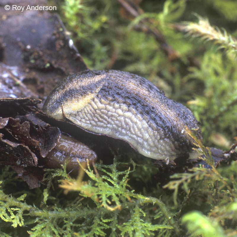            Arion silvaticus . (Photo: © Dr. Roy Anderson,   MolluscIreland)   