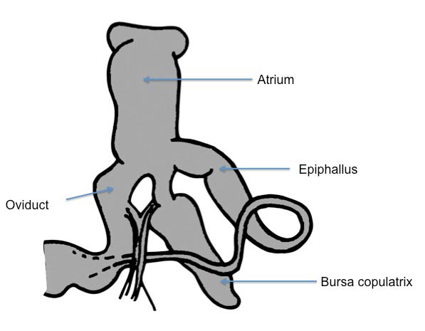             Arion silvaticus:  genitalia. (Photo: © Kerney et al. 1983   modified by K. Weigel, University of Florida)   