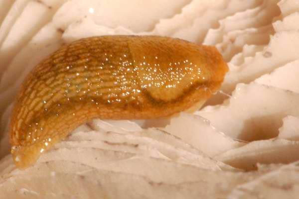             Arion subfuscus . (Photo: © J.K. Lindsey, The Ecology of   Commanster)   