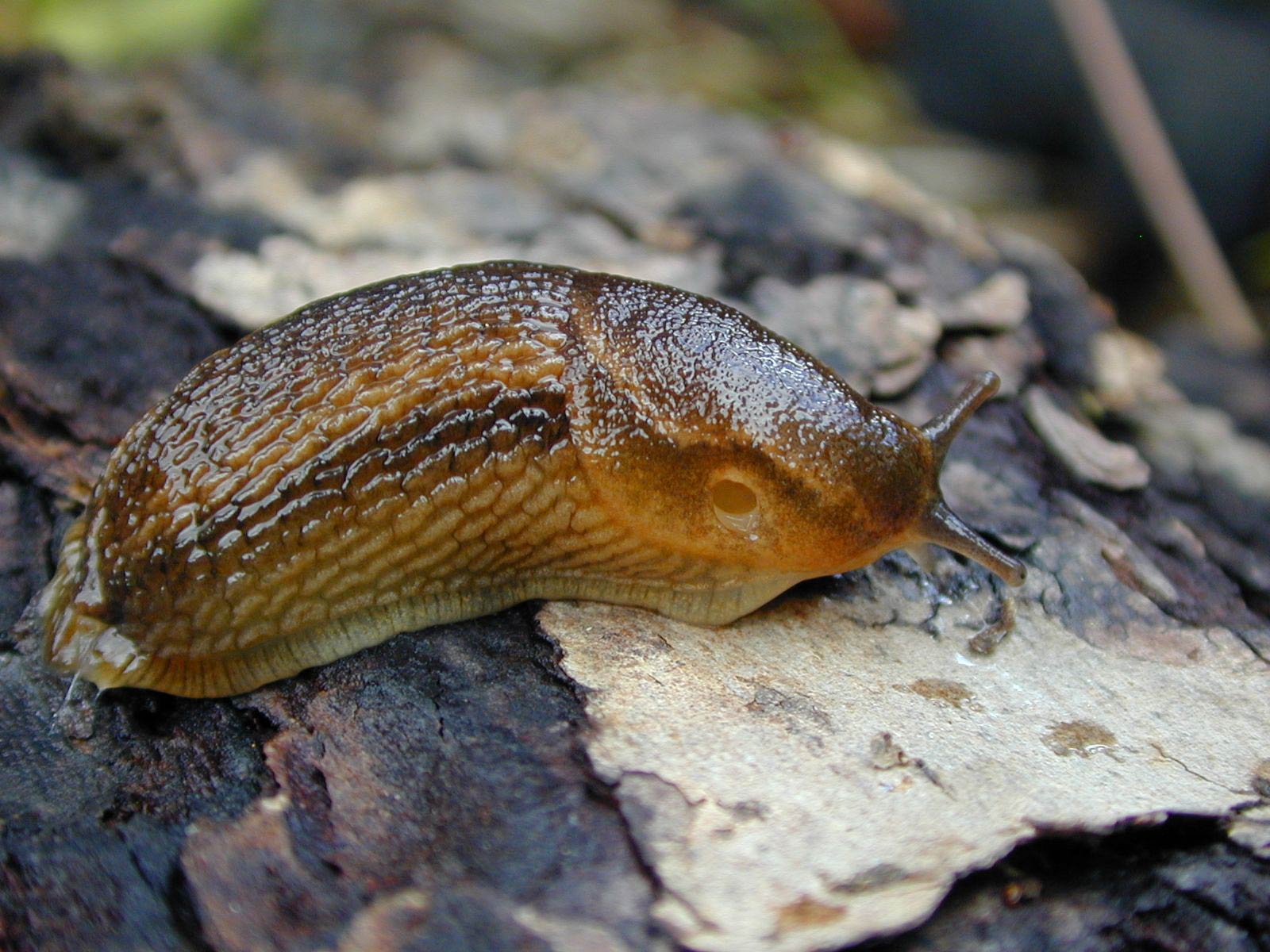             Arion subfuscus:  breathing pore encircled by stripe. (Photo: © R.   Forsyth, Smithers, BC, Canada)   