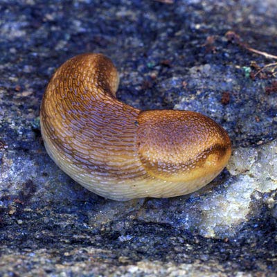             Arion subfuscus . (Photo: © Dr. Roy Anderson,   MolluscIreland)   