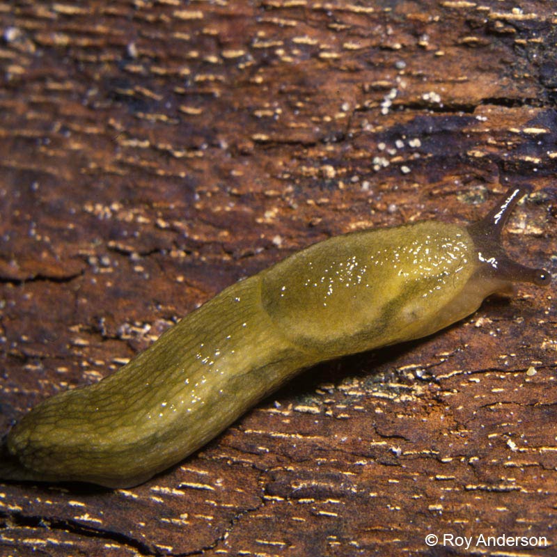             Arion subfuscus . (Photo: © Dr. Roy Anderson,   MolluscIreland)   