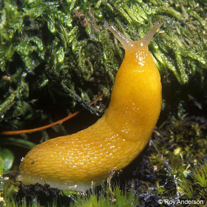             Arion subfuscus . (Photo: © Dr. Roy Anderson,   MolluscIreland)   