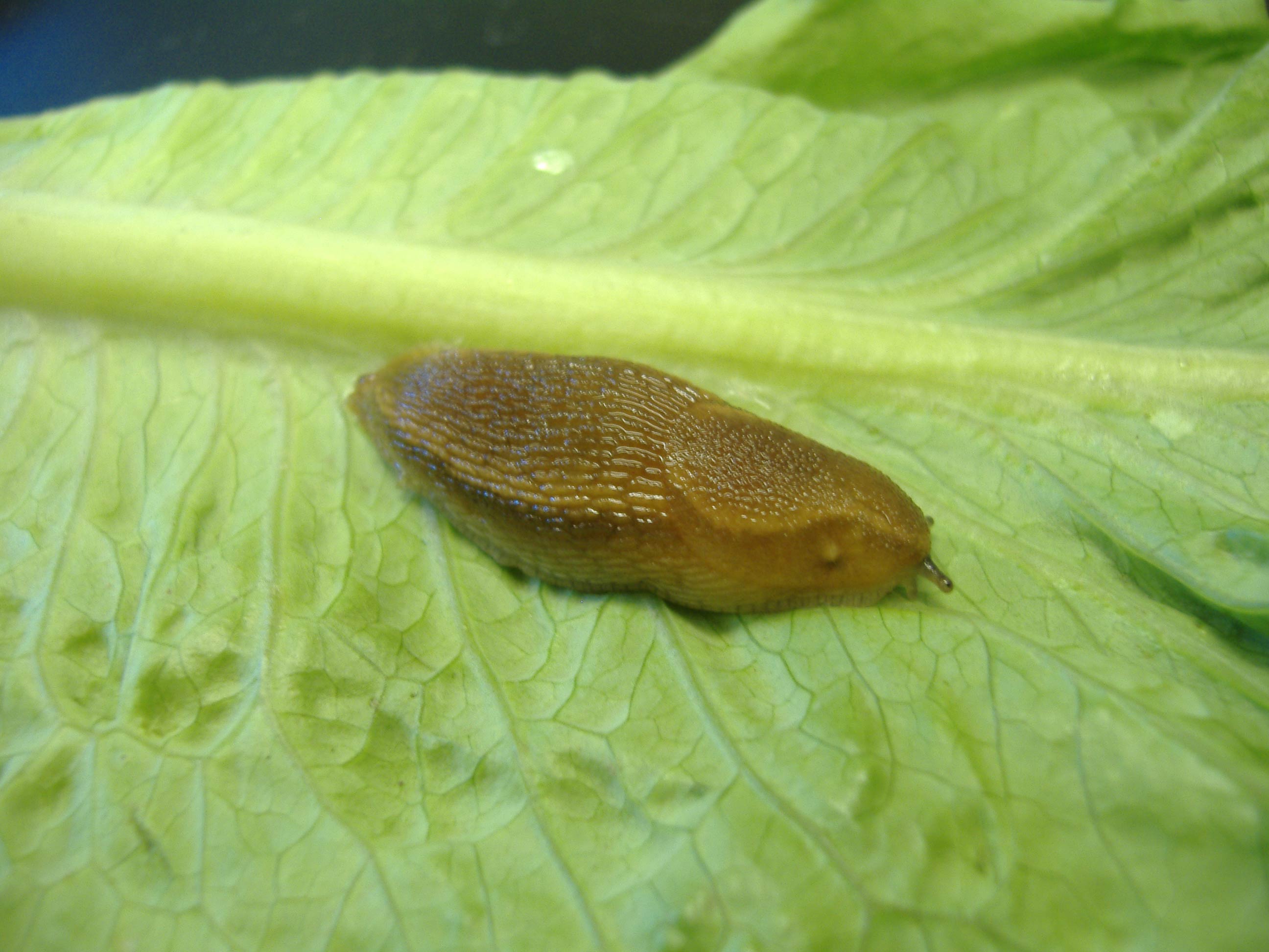             Arion subfuscus . (Photo:© R.J. McDonnell, University of   California, Riverside)   