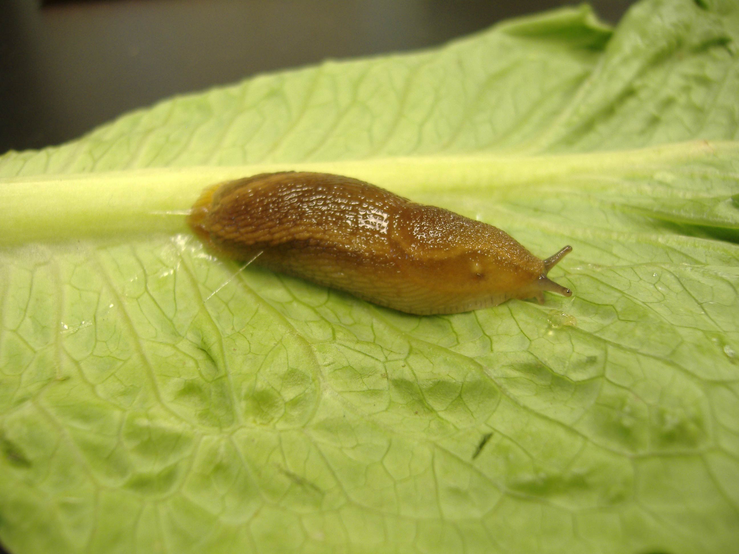             Arion subfuscus . (Photo:© R.J. McDonnell, University of   California, Riverside)   