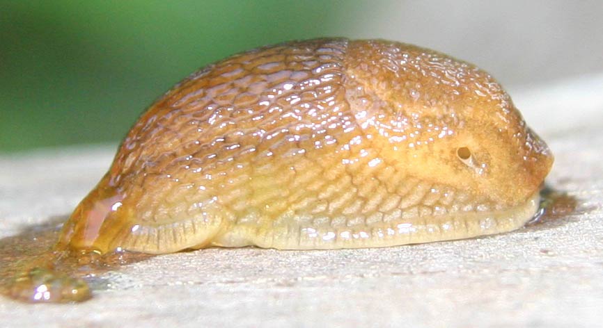             Arion subfuscus . (Photo: © M. Manas, Wikipedia)   