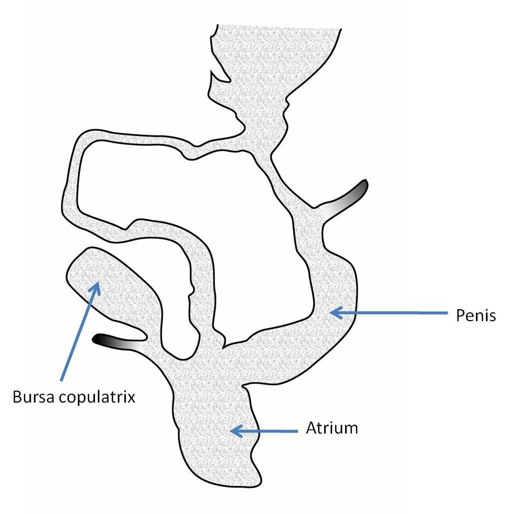             Arion subfuscus:  genitalia (Photo: © K. Weigel, University of   Florida)   